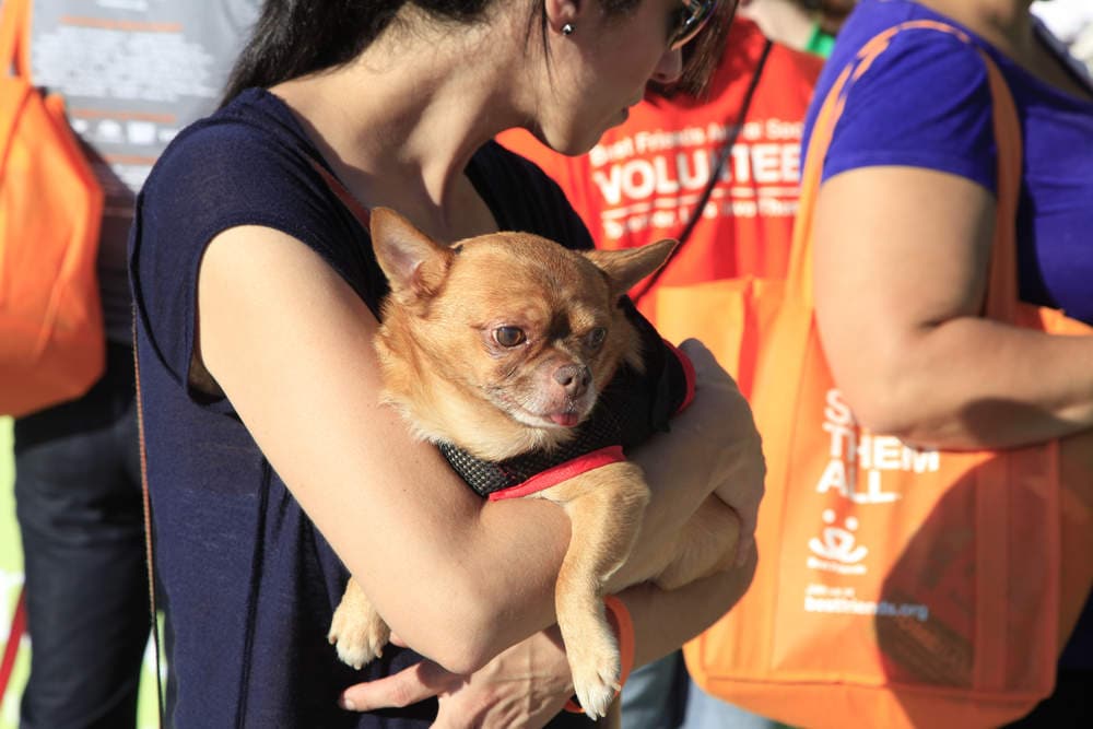 Animal Rescue Services