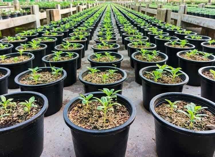 Plant Nurseries - Prithvi Enterprises