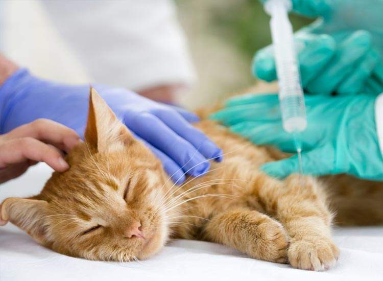 Veterinary Clinics