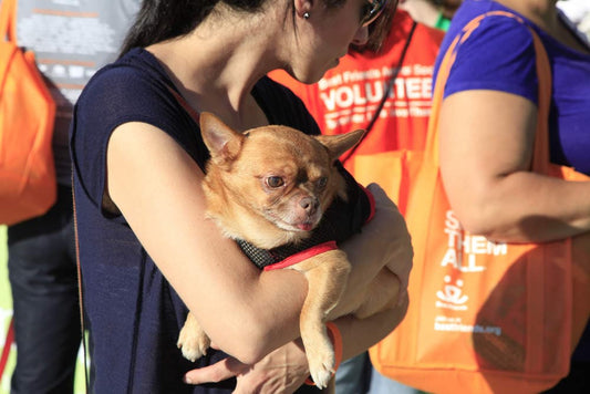 Animal Rescue Services