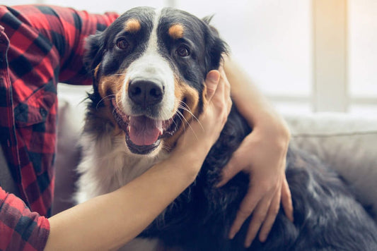 Pet Care Takers