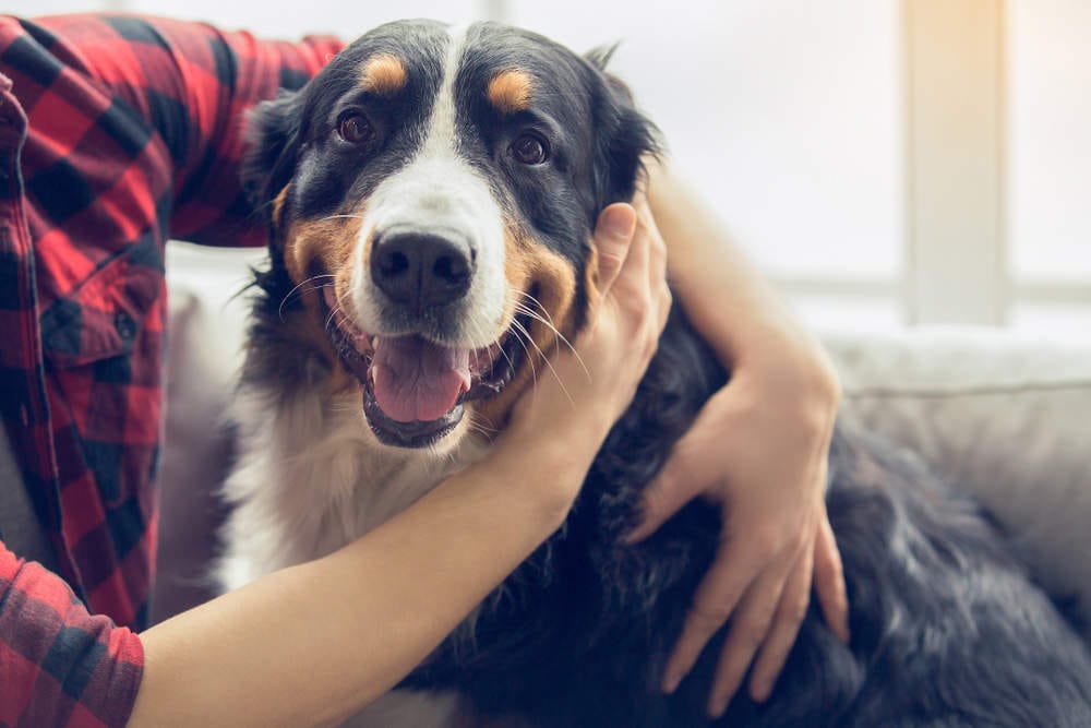 Pet Adoption Centres