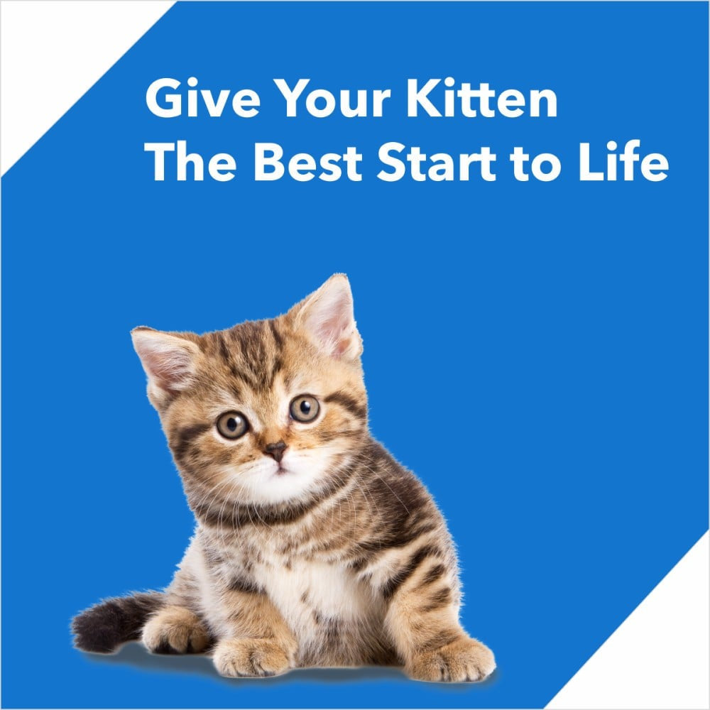 Drools Ocean Fish Dry Kitten Food Kitten (1-12 months) - Free Container : 1.2 kg