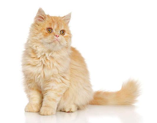 Pet Shops For Persian Cat