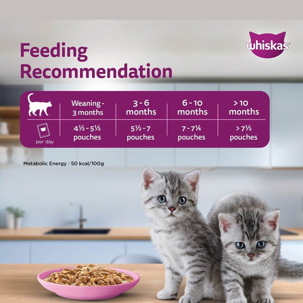 Whiskas Kitten Wet Wet Kitten Food -Chicken in Gravy (2-12 Months) - Pack of 4 : 4 x 80 g