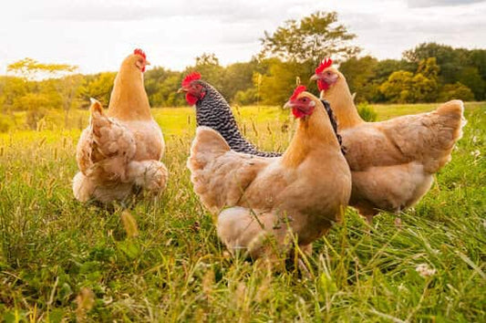 Chicken Home Delivery