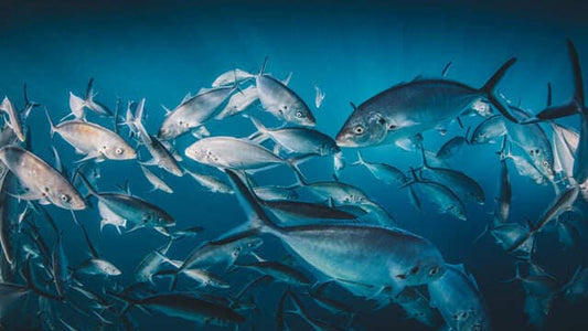 Fish Wholesalers
