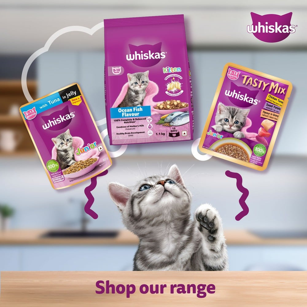Whiskas Kitten Wet Wet Kitten Food -Chicken in Gravy (2-12 Months) - Pack of 3 : 3 x 80 g