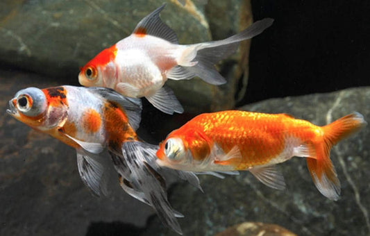 Aquarium Fish Dealers