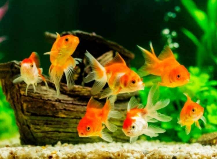 Aquariums