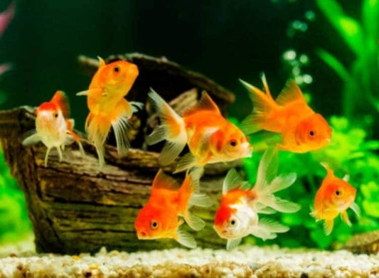 Aquariums