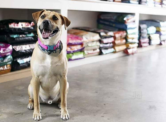 Pet Shops - Prithvi Enterprises