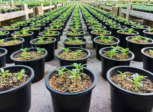 Plant Nurseries - Prithvi Enterprises