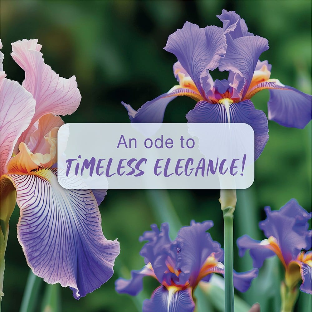 Secret Temptation Te Amo Pearl Perfume Body Spray : 120 ml