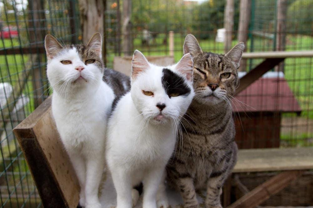 Pet Shops For Cat