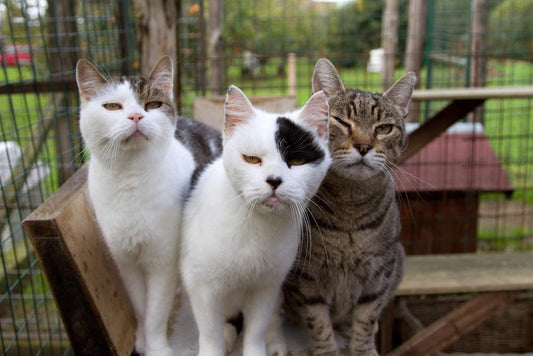 Pet Shops For Cat