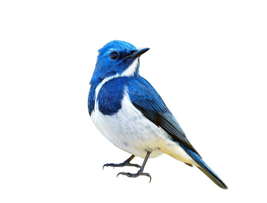 Pet Shops For Birds - Prithvi Enterprises