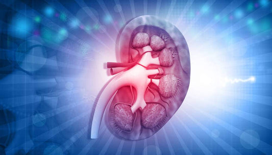 Nephrologists - Prithvi Enterprises