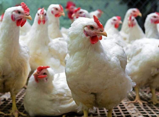 Poultry Farms
