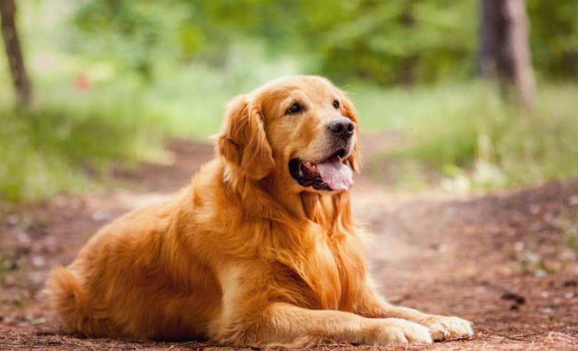 Pet Shops For Golden Retriever Dog