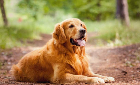 Pet Shops For Golden Retriever Dog