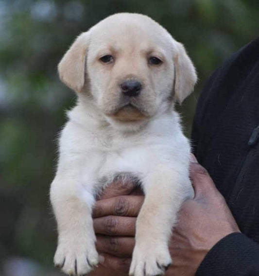 Pet Shops For Labrador Dog