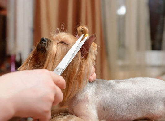 Pet Grooming Services