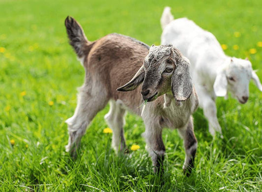 Goat Farming