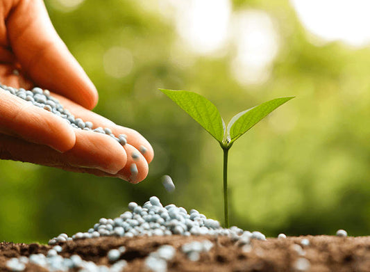 Seed Retailers