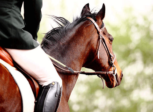 Horses On Hire