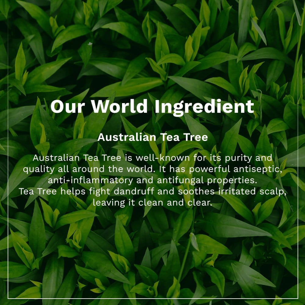 Pilgrim Australian Tea Tree Non-Drying Anti-Dandruff Shampoo - Pack of 2 : 2 x 200 ml